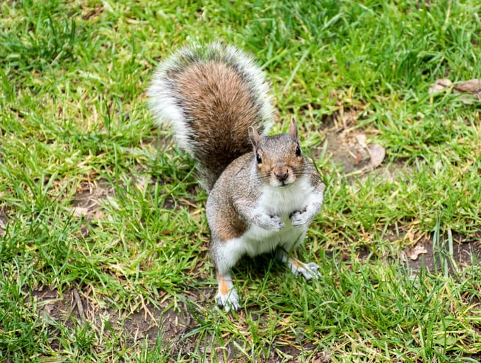 Perky Squirrels Garden