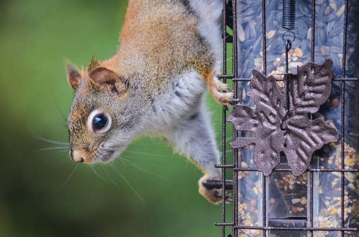 How To Keep Squirrels Away From Bird Feeders Perky Squirrels Garden